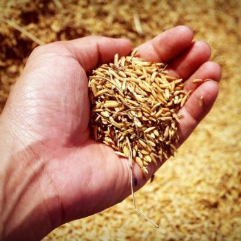 OECD, FAO: Global food demand to grow by 15% over next decade