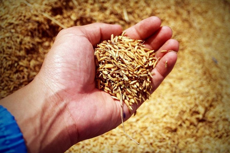 OECD, FAO: Global food demand to grow by 15% over next decade