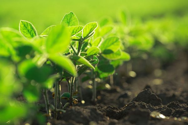 Behta agro-industry Corp cultivation,gardening شرکت کشت و صنعت بهتا ، کشاورزی ، زراعت ، باغبانی و صادارت محصولات کشاورزی و میوه جات
