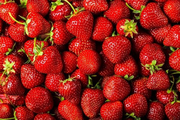 Behta agro-industry Corp cultivation,gardening شرکت کشت و صنعت بهتا ، کشاورزی ، زراعت ، باغبانی و صادارت محصولات کشاورزی و میوه جات