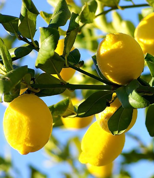 Behta agro-industry Corp cultivation,gardening شرکت کشت و صنعت بهتا ، کشاورزی ، زراعت ، باغبانی و صادارت محصولات کشاورزی و میوه جات
