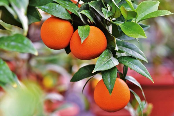 Behta agro-industry Corp cultivation,gardening شرکت کشت و صنعت بهتا ، کشاورزی ، زراعت ، باغبانی و صادارت محصولات کشاورزی و میوه جات