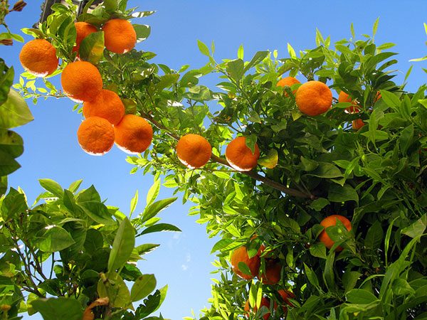 Behta agro-industry Corp cultivation,gardening شرکت کشت و صنعت بهتا ، کشاورزی ، زراعت ، باغبانی و صادارت محصولات کشاورزی و میوه جات