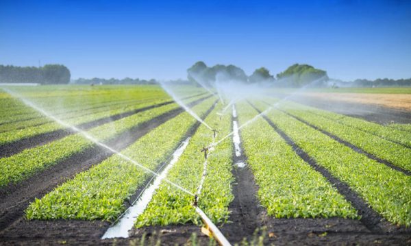 Behta agro-industry Corp cultivation,gardening شرکت کشت و صنعت بهتا ، کشاورزی ، زراعت ، باغبانی و صادارت محصولات کشاورزی و میوه جات