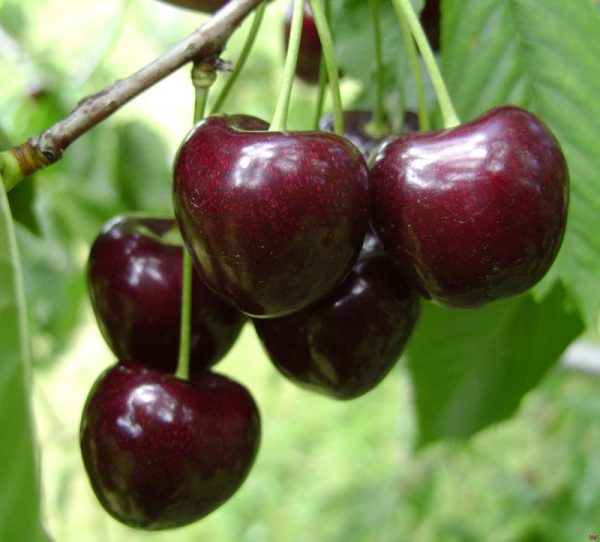 Behta agro-industry Corp cultivation,gardening شرکت کشت و صنعت بهتا ، کشاورزی ، زراعت ، باغبانی و صادارت محصولات کشاورزی و میوه جات
