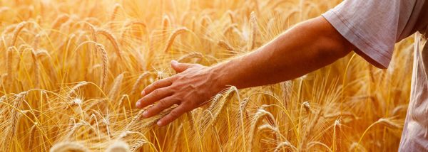 Behta agro-industry Corp cultivation,gardening شرکت کشت و صنعت بهتا ، کشاورزی ، زراعت ، باغبانی و صادارت محصولات کشاورزی و میوه جات