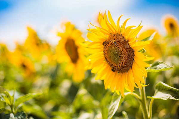 Behta agro-industry Corp cultivation,gardening شرکت کشت و صنعت بهتا ، کشاورزی ، زراعت ، باغبانی و صادارت محصولات کشاورزی و میوه جات