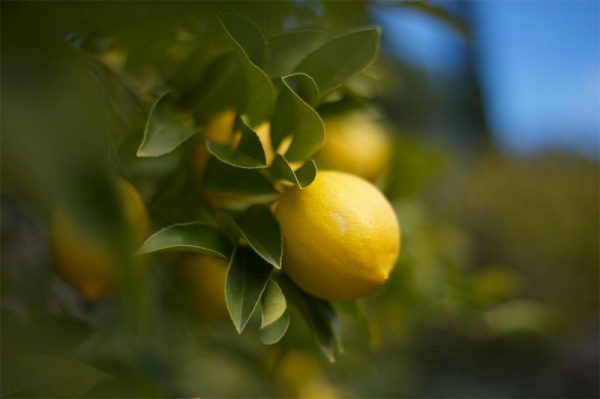 Behta agro-industry Corp cultivation,gardening شرکت کشت و صنعت بهتا ، کشاورزی ، زراعت ، باغبانی و صادارت محصولات کشاورزی و میوه جات