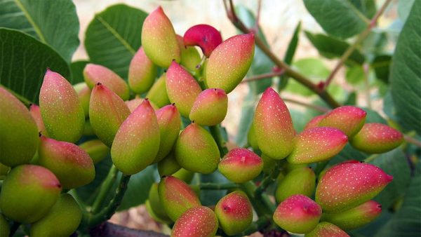Behta agro-industry Corp cultivation,gardening شرکت کشت و صنعت بهتا ، کشاورزی ، زراعت ، باغبانی و صادارت محصولات کشاورزی و میوه جات