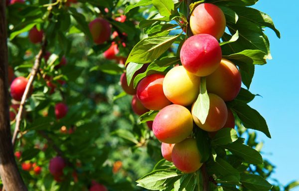 Behta agro-industry Corp cultivation,gardening شرکت کشت و صنعت بهتا ، کشاورزی ، زراعت ، باغبانی و صادارت محصولات کشاورزی و میوه جات