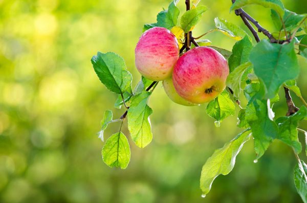Behta agro-industry Corp cultivation,gardening شرکت کشت و صنعت بهتا ، کشاورزی ، زراعت ، باغبانی و صادارت محصولات کشاورزی و میوه جات