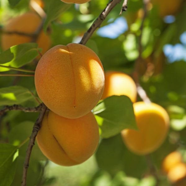 Behta agro-industry Corp cultivation,gardening شرکت کشت و صنعت بهتا ، کشاورزی ، زراعت ، باغبانی و صادارت محصولات کشاورزی و میوه جات