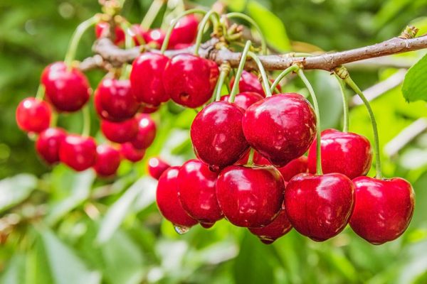 Behta agro-industry Corp cultivation,gardening شرکت کشت و صنعت بهتا ، کشاورزی ، زراعت ، باغبانی و صادارت محصولات کشاورزی و میوه جات