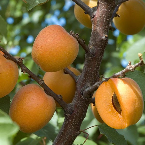 Behta agro-industry Corp cultivation,gardening شرکت کشت و صنعت بهتا ، کشاورزی ، زراعت ، باغبانی و صادارت محصولات کشاورزی و میوه جات